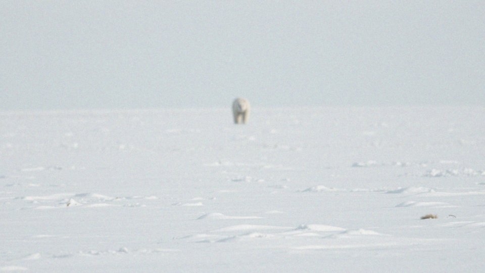 Jakie są rozmiary niedźwiedzi polarnych?
