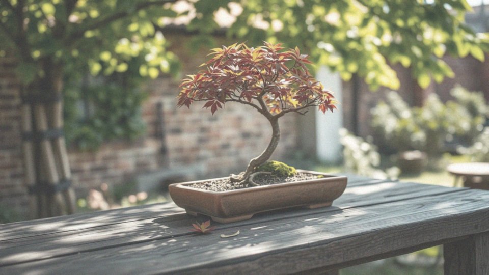 Jak często należy podlewać drzewko bonsai?