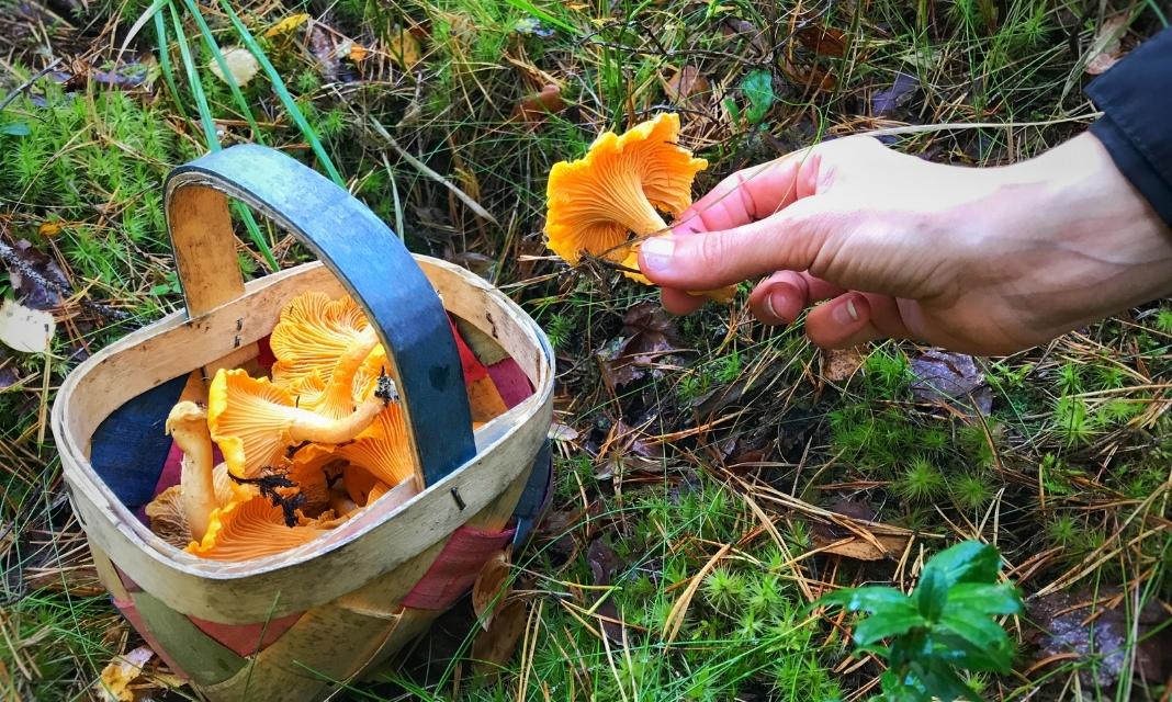 Sezon na zbieranie grzybów w Kostrzynie: Aromat jesieni i obfitość przyrody