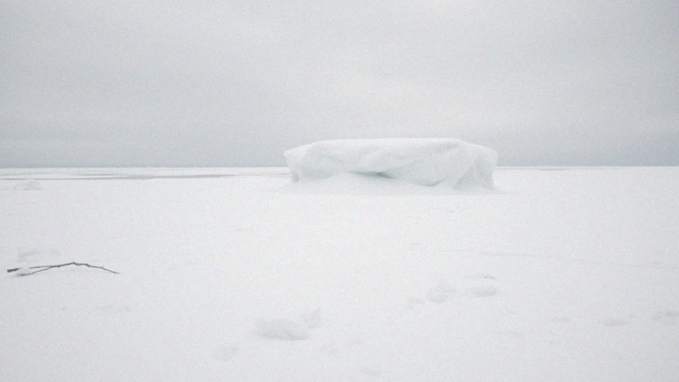 Ile waży niedźwiedź polarny? Ciekawe fakty o jego masie